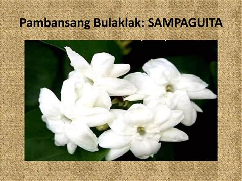 pambansang bulaklak ng pilipinas.
